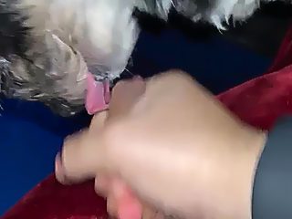 Dog sucking dick