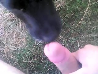 Dog suck man cock