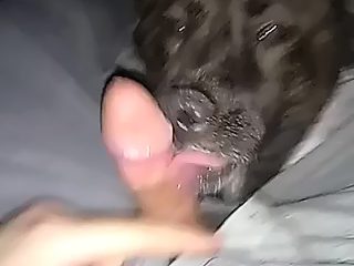 Dog suck man cock