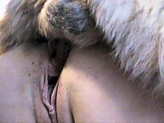 Animal porno - knotted and sucked