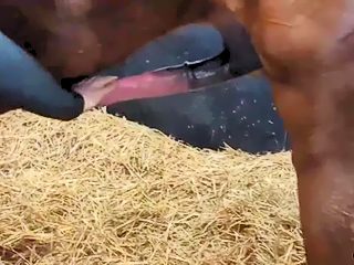 Man having sex with a horse