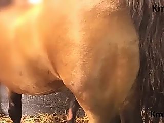Man having sex with a horse