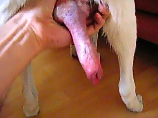 Bestiality cumshot compilation