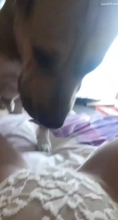 Amateur dog lick pussy