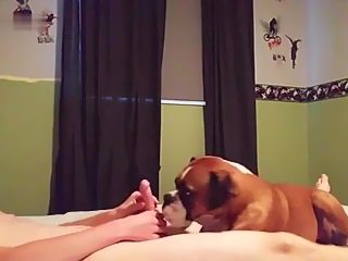 Dog sucking man porn