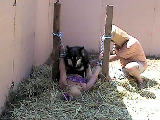 Forced zoo porno. Dog fucking bound woman